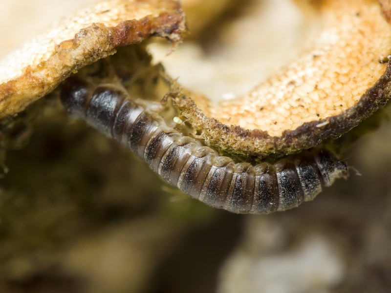 Cryphaeus cornutus (Fischer de Waldheim, 1823)